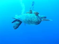 Sea Turtle and Hitchhikers by Kevin Colter 